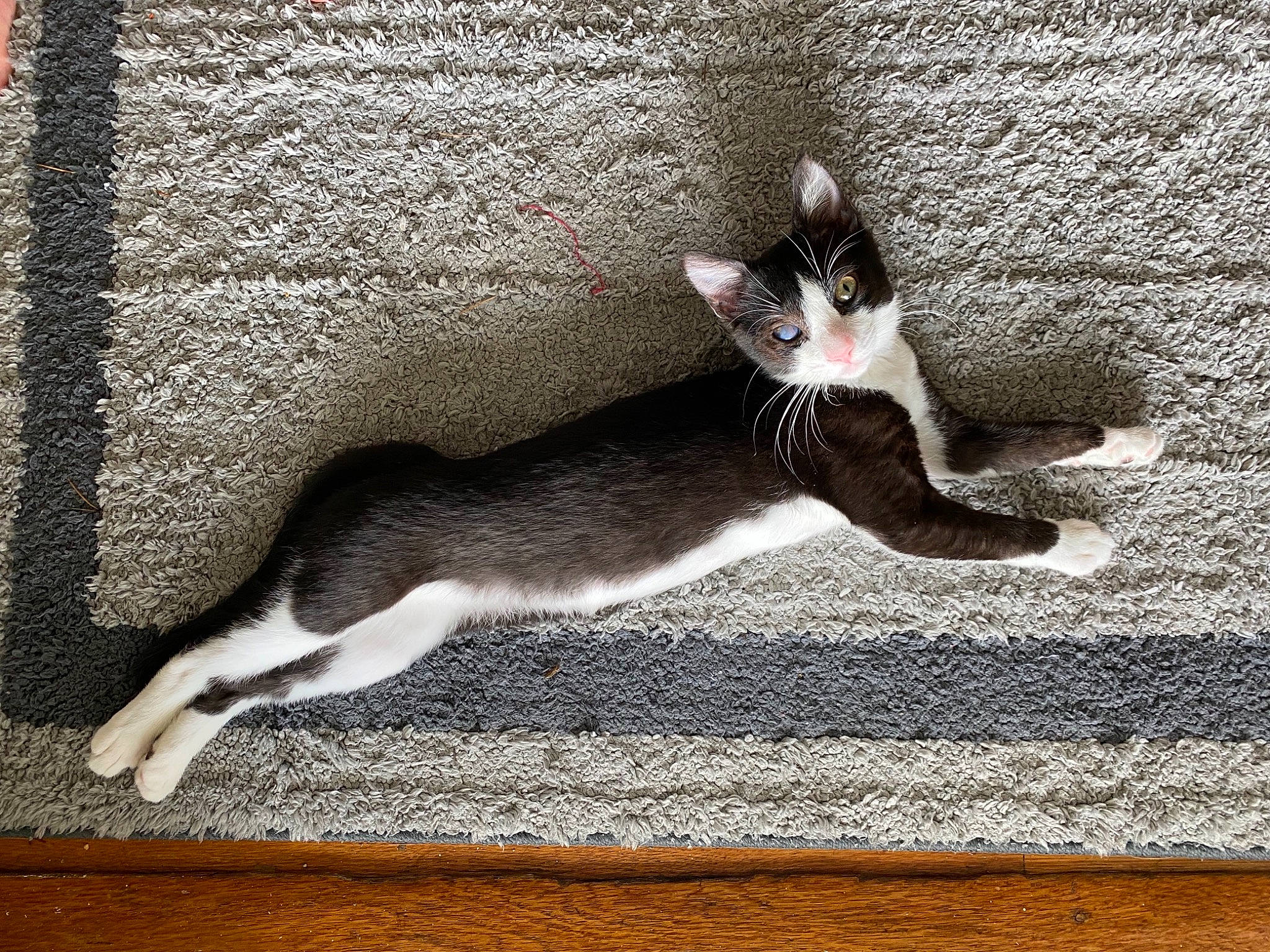 Ollie joined the competition — help win amazing prizes! carnivore, cat, claw, comfort, domestic_short_haired_cat, eye, felidae, foot, fur, grey, paw, photo_caption, rectangle, road_surface, shadow, small_to_medium_sized_cats, tail, terrestrial_animal, whiskers, window