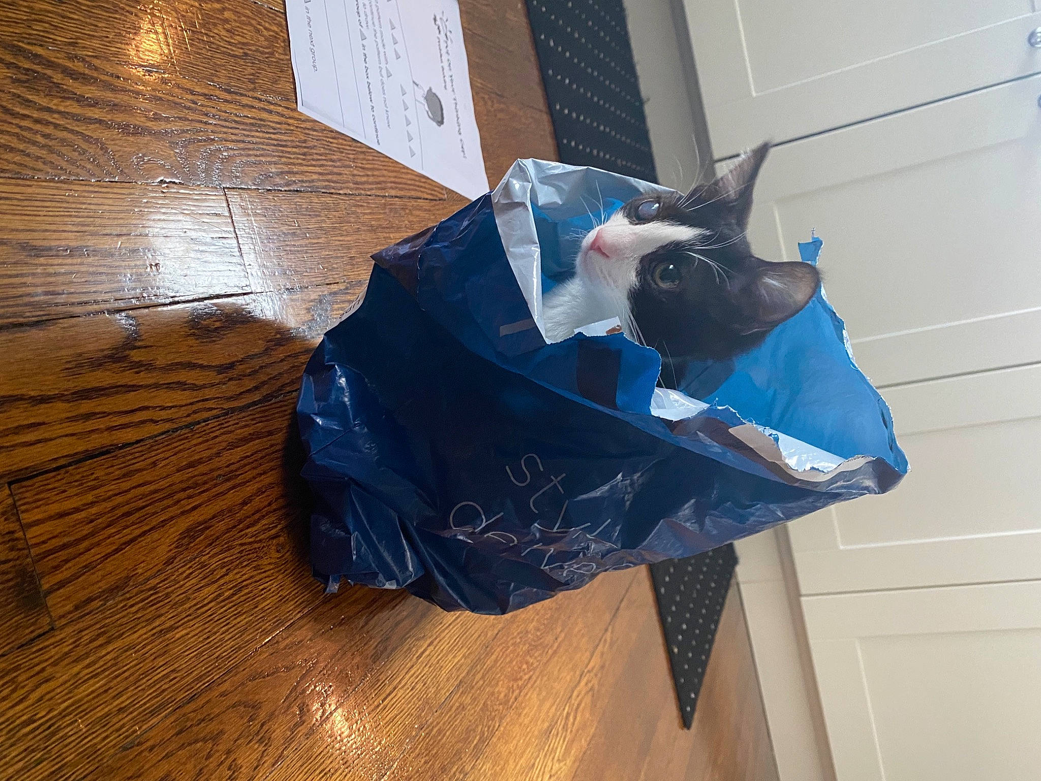 Ollie joined the competition — help win amazing prizes! art, bag, canidae, carnivore, cat, electric_blue, felidae, flooring, hardwood, paper_product, personal_protective_equipment, plank, room, small_to_medium_sized_cats, space, varnish, whiskers, wood, wood_flooring, wood_stain