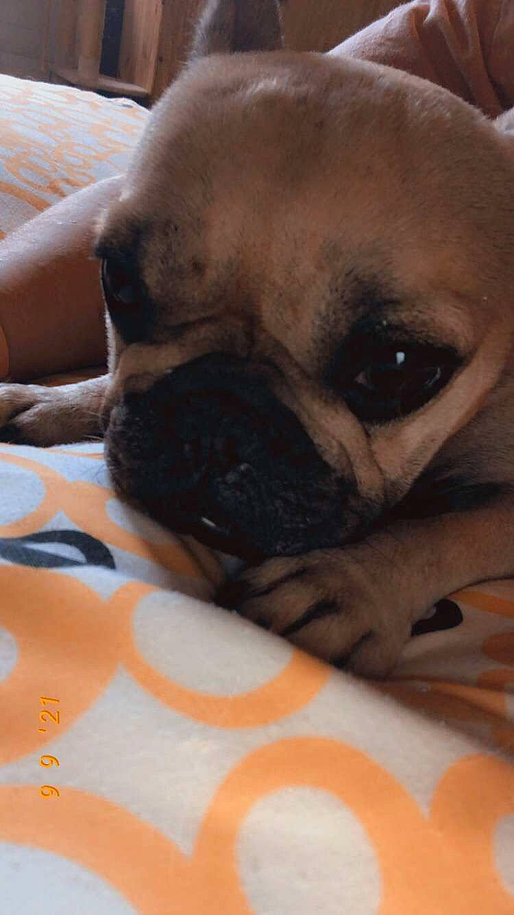 Perla participe au concours pour gagner de l'argent avec cette photo : canidae, carnivore, comfort, companion_dog, couch, dog, dog_breed, ear, fawn, fur, mammal, pug, puppy_love, snout, sporting_group, terrestrial_animal, toy_dog, whiskers, working_animal, wrinkle