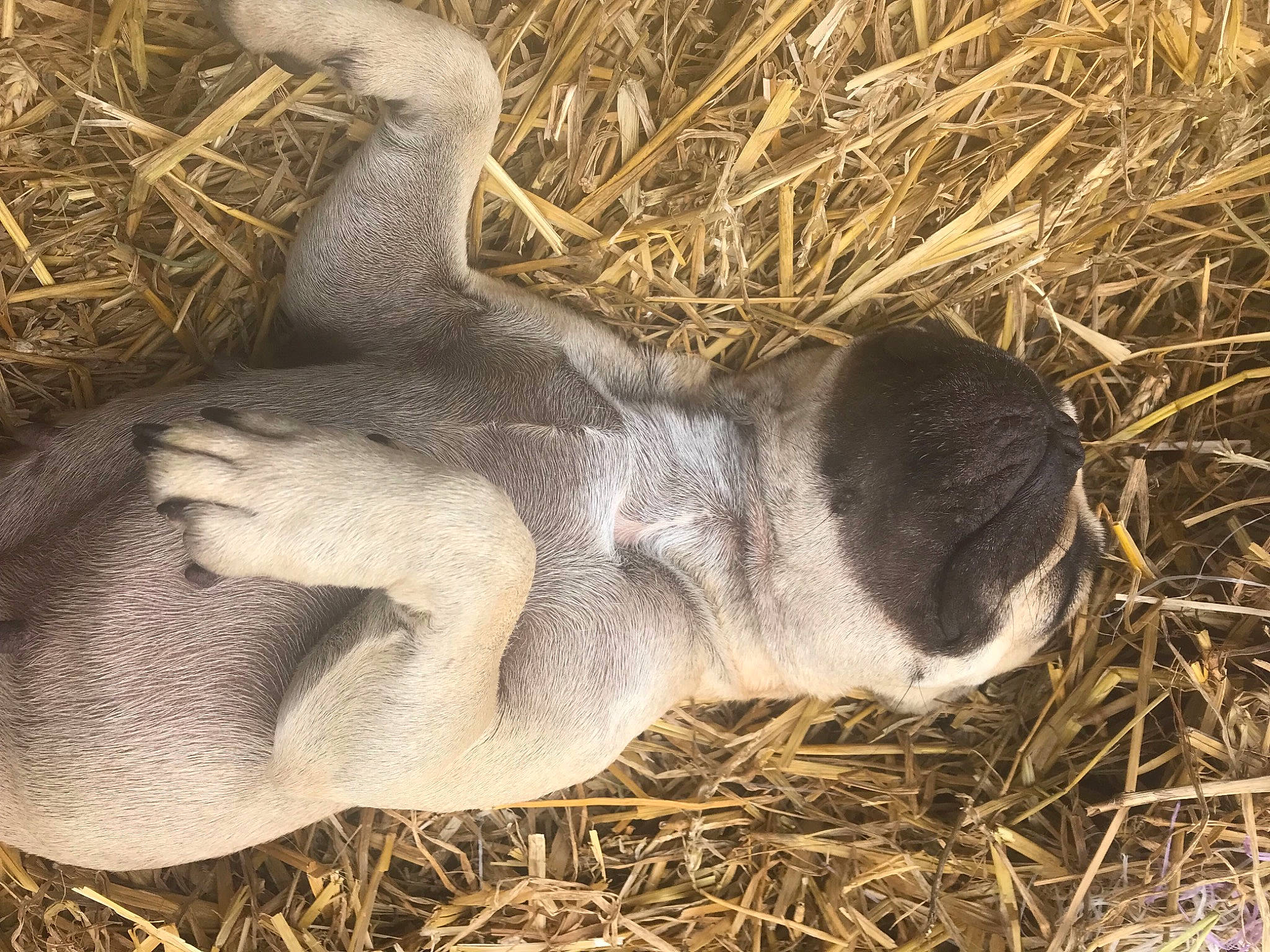 Perla participe au concours pour gagner de l'argent avec cette photo : fawn, fur, grass, grassland, hay, human_leg, landscape, livestock, pasture, plant, seabird, snout, soil, sporting_group, straw, terrestrial_animal, tree, water_bird, wildlife, wood