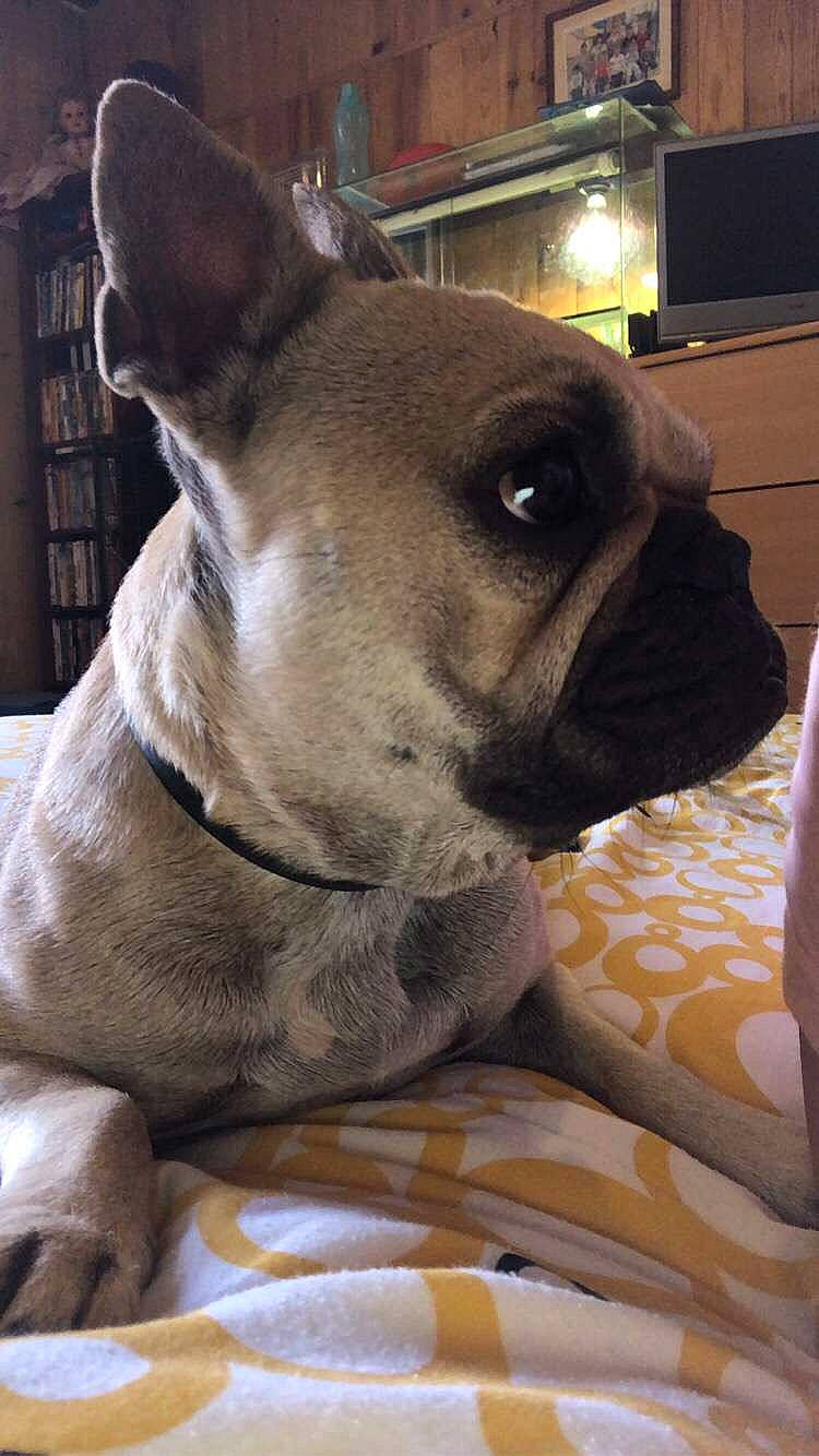 Perla a rejoint le concours — aidez-le/la à gagner de superbes lots ! canidae, carnivore, collar, comfort, companion_dog, dog, dog_breed, dog_collar, ear, fawn, fur, pet_supply, shelf, snout, sporting_group, terrestrial_animal, toy_dog, whiskers, working_animal, wrinkle