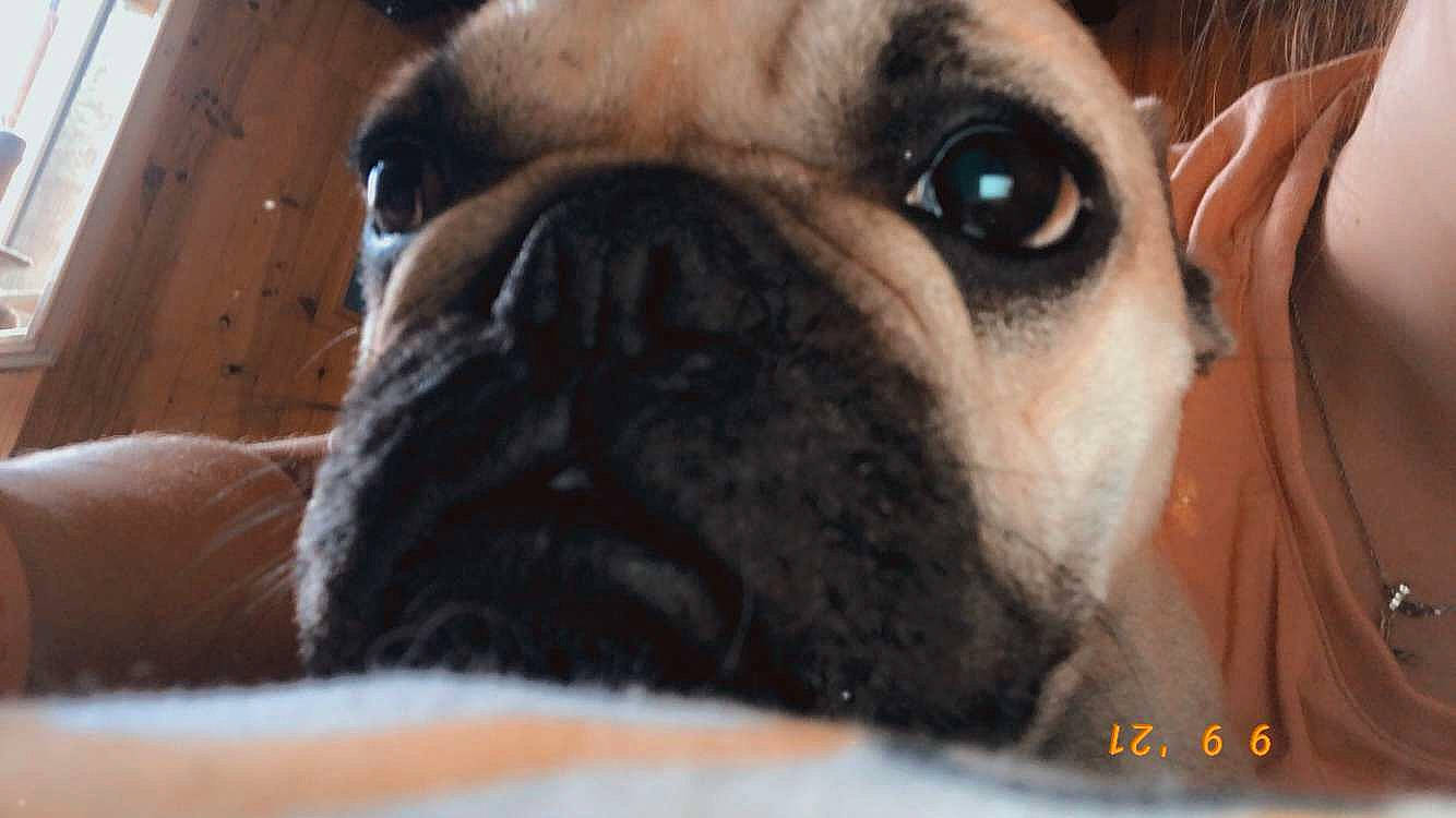 Perla a rejoint le concours — aidez-le/la à gagner de superbes lots ! biting, bored, bulldog, canidae, carnivore, close_up, companion_dog, dog, dog_breed, ear, fawn, liver, molosser, snout, sporting_group, terrestrial_animal, toy_dog, whiskers, working_animal, wrinkle