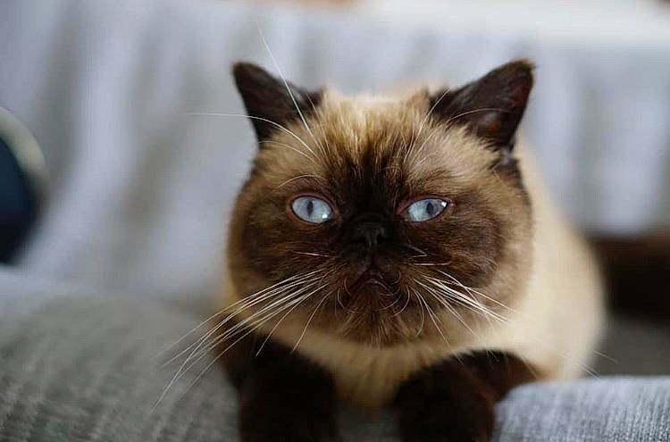 Marcus a rejoint le concours — aidez-le/la à gagner de superbes lots ! birman, carnivore, cat, event, eye, fawn, felidae, fur, head, iris, siamese, small_to_medium_sized_cats, snout, terrestrial_animal, whiskers, wildlife