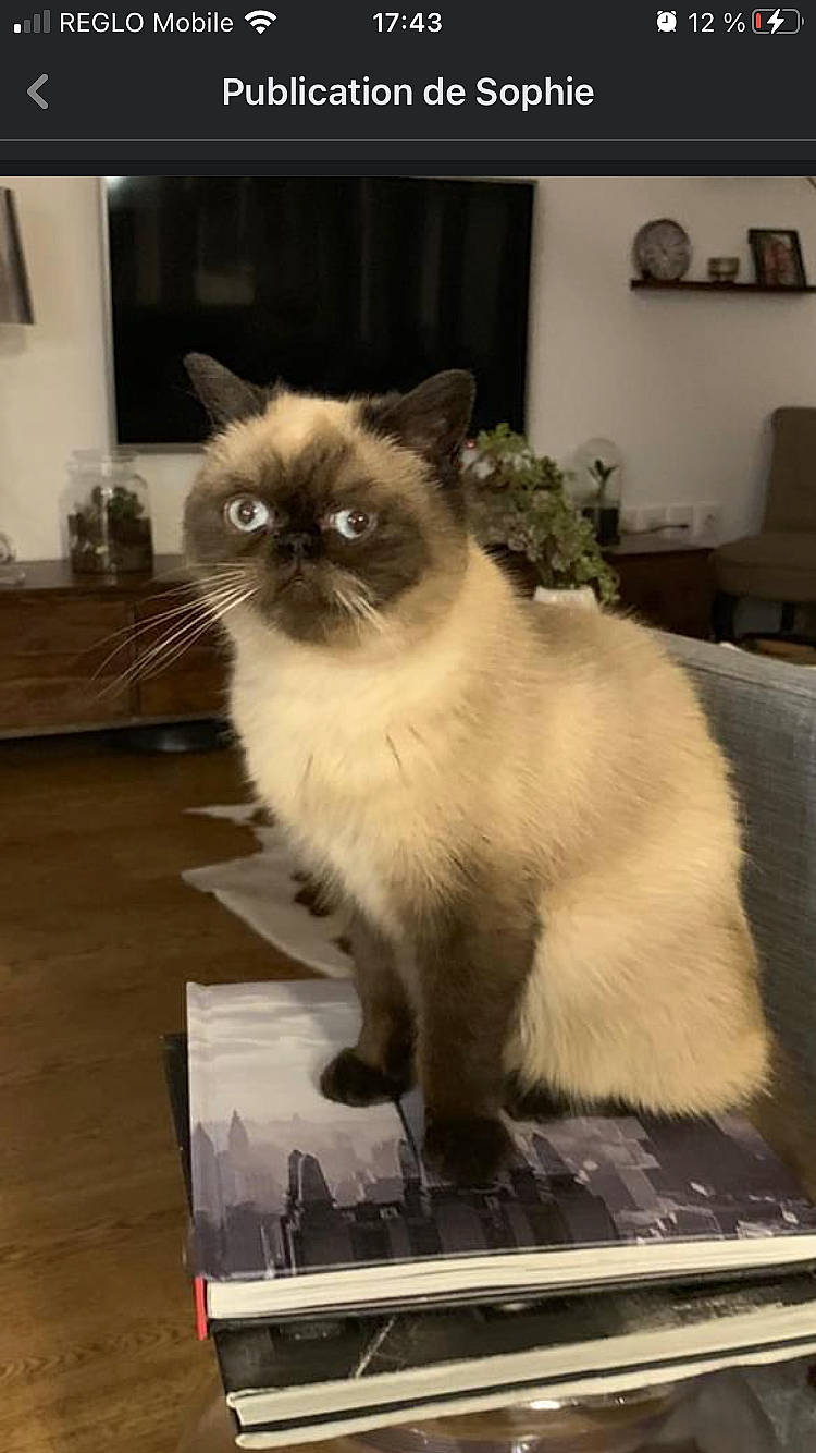 Marcus a rejoint le concours — aidez-le/la à gagner de superbes lots ! birman, box, carnivore, cat, couch, fawn, felidae, flooring, fur, gas, hardwood, picture_frame, plant, siamese, small_to_medium_sized_cats, tail, thai, whiskers, window, wood