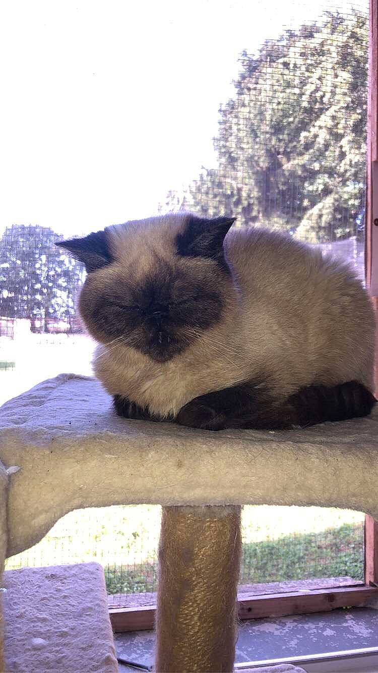 Marcus a rejoint le concours — aidez-le/la à gagner de superbes lots ! balinese, carnivore, cat, fawn, felidae, fur, grass, plant, siamese, sky, small_to_medium_sized_cats, snout, tail, terrestrial_animal, tints_and_shades, tree, whiskers, wildlife, window, wood