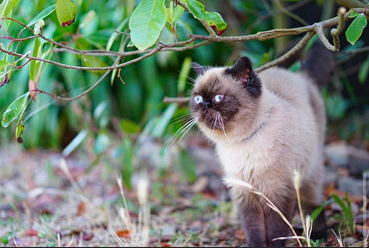 Marcus a rejoint le concours — aidez-le/la à gagner de superbes lots ! birman, carnivore, cat, fawn, felidae, fur, grass, iris, plant, plant_stem, siamese, small_to_medium_sized_cats, snout, tail, terrestrial_animal, twig, whiskers, wildlife, wood