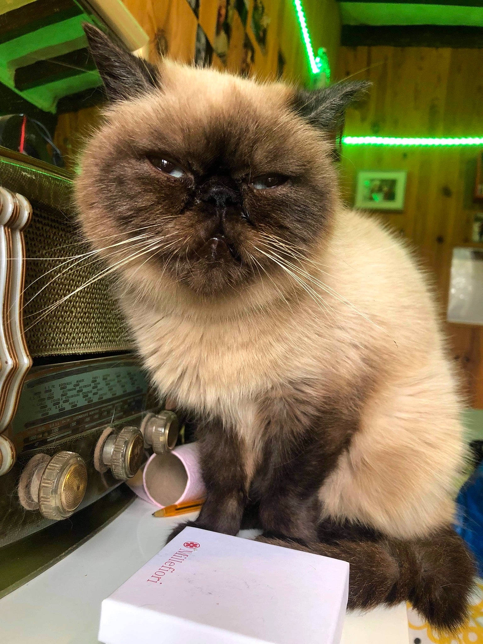 Marcus a rejoint le concours — aidez-le/la à gagner de superbes lots ! birman, carnivore, cat, fashion_accessory, fawn, felidae, fur, iris, ragdoll, siamese, small_to_medium_sized_cats, snout, terrestrial_animal, whiskers