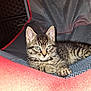 Lun is registered to the contest to win money with this photo: kitten, cat, tabby, pet, animal, feline, cute, young, resting, indoor, chair, mesh, red, fur, whiskers, paws, eyes, portrait, cozy, relaxed