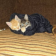Lun is registered to the contest to win money with this photo: kitten, cat, snuggling, cozy, black_cloth, striped_cushion, brown_background, resting, cute, pets, feline, domestic_cat, young_animal, sleeping, fur, whiskers, ears, paw, closeup, indoor