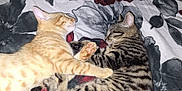 Lun joined the competition — help win amazing prizes! cat, kitten, sleeping, snuggling, orange_cat, tabby_cat, paw, bed, blanket, floral_pattern, cute, pet, animal, domestic_cat, feline, fur, resting, indoors, closeup, companion