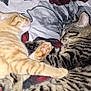 cat, kitten, sleeping, snuggling, orange_cat, tabby_cat, paw, bed, blanket, floral_pattern, cute, pet, animal, domestic_cat, feline, fur, resting, indoors, closeup, companion