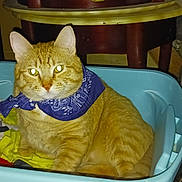 Pretty Boy is registered to the contest to win money with this photo: cat, orange_tabby, bandana, laundry_basket, clothes, indoor, table, bag, furniture, pet, animal, flash, glowing_eyes, resting, domestic, cozy, cute, feline, yellow, blue