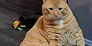 Pretty Boy joined the competition — help win amazing prizes! cat, orange_tabby, pet, indoor, floor, toy, relaxed, sitting, feline, animal, domestic, cute, plush, fur, whiskers, paws, wall, shadow, cozy, household