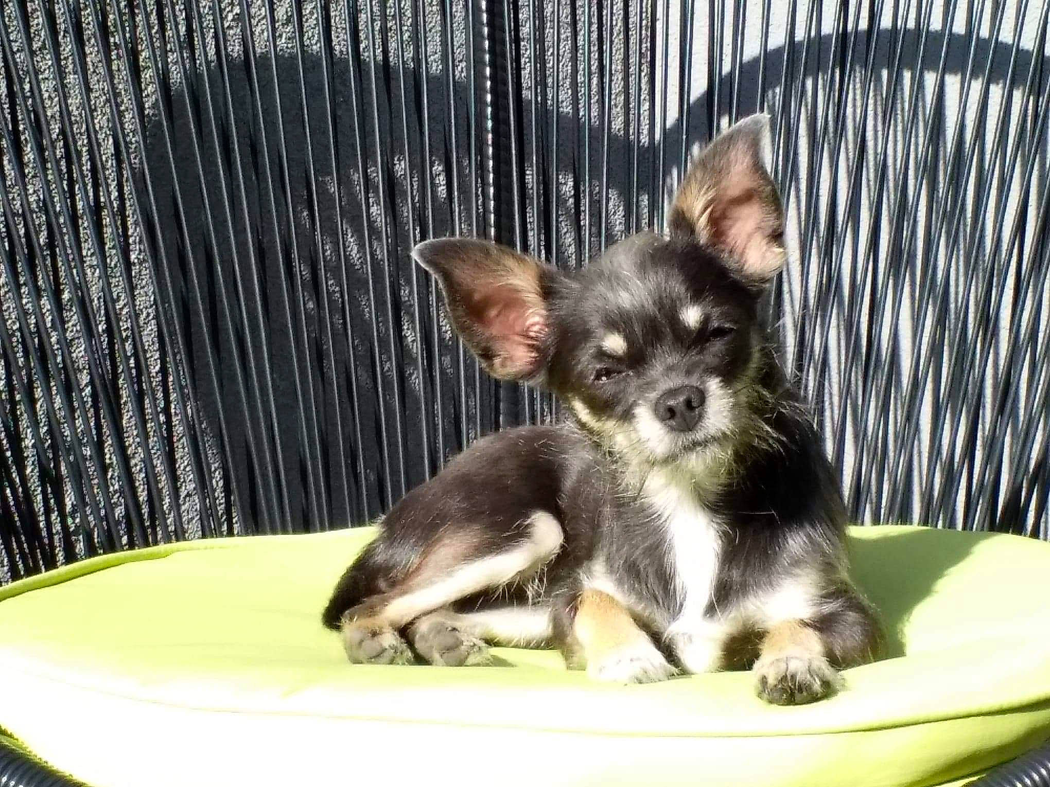 Fiby a rejoint le concours — aidez-le/la à gagner de superbes lots ! animal_shelter, carnivore, chihuahua, comfort, companion_dog, corgi_chihuahua, dog, dog_breed, dog_supply, fence, mammal, paw, pet_supply, russkiy_toy, sporting_group, terrestrial_animal, toy_dog, vertebrate, whiskers, working_animal