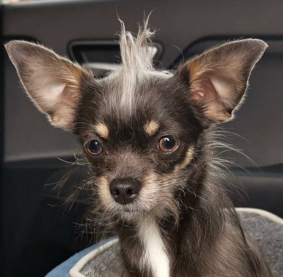 Fiby a rejoint le concours — aidez-le/la à gagner de superbes lots ! canidae, carnivore, chihuahua, companion_dog, dog, dog_breed, ear, eye, eyelash, fawn, fur, iris, puppy, small_terrier, snout, sporting_group, terrestrial_animal, toy_dog, whiskers, working_animal