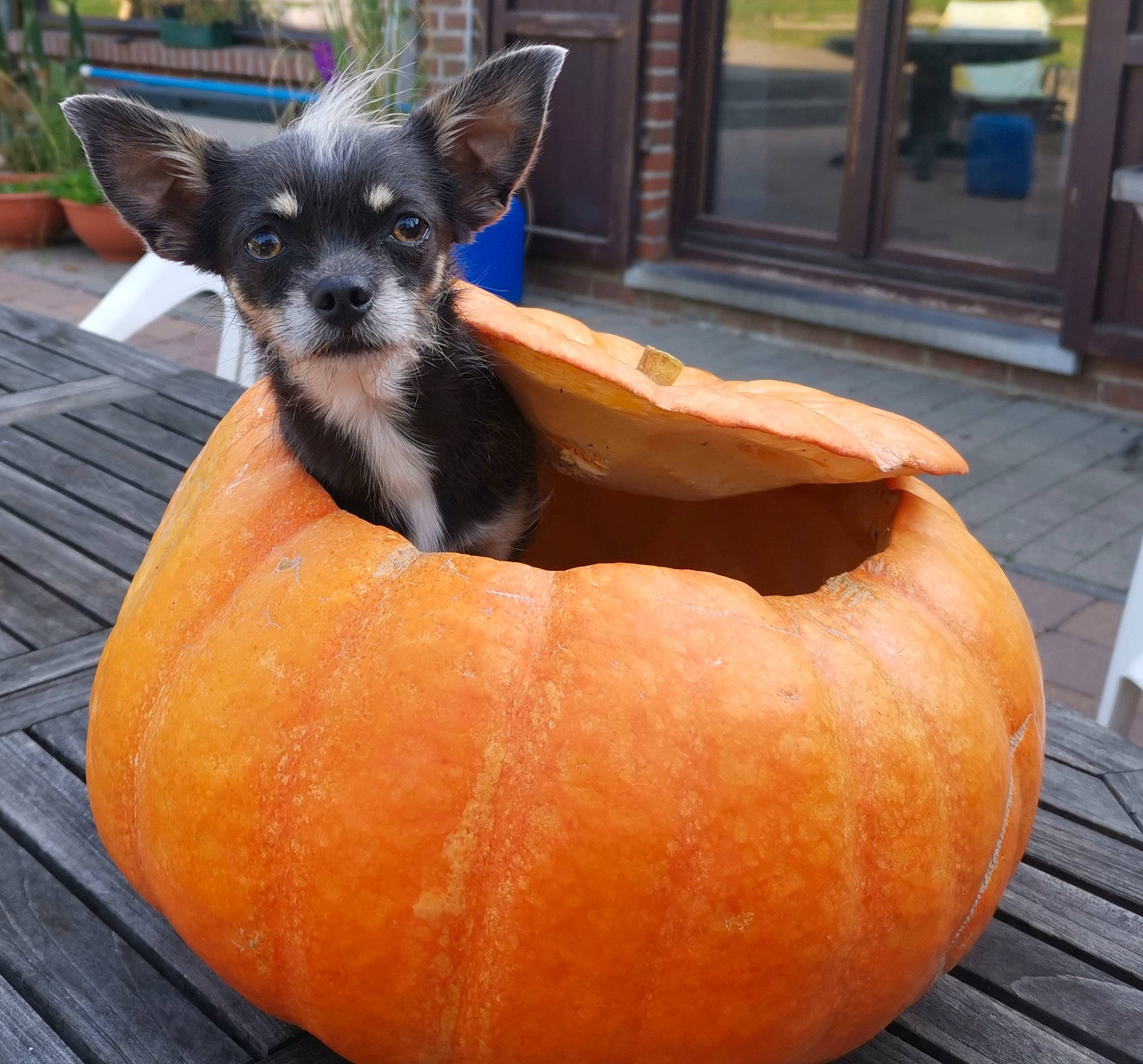 Fiby participe au concours pour gagner de l'argent avec cette photo : bean_bag, bean_bag_chair, carnivore, chihuahua, collar, comfort, companion_dog, dog, dog_bed, dog_breed, dog_supply, door, fawn, fur, pet_supply, plant, russkiy_toy, sporting_group, toy_dog, whiskers