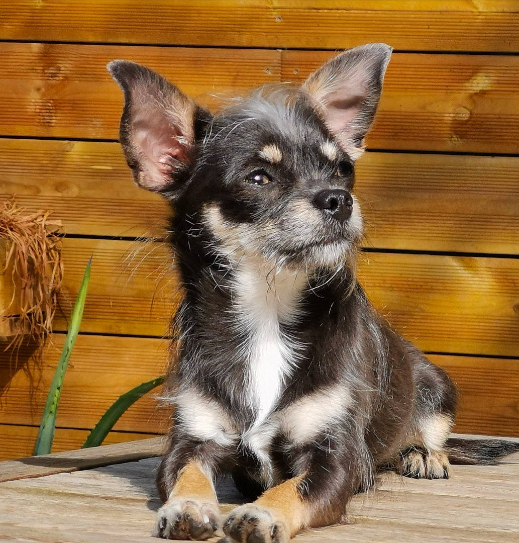 Fiby a rejoint le concours — aidez-le/la à gagner de superbes lots ! canidae, carnivore, chihuahua, companion_dog, corgi_chihuahua, dog, dog_breed, foot, fur, hardwood, non_sporting_group, paw, puppy, sporting_group, terrestrial_animal, toy_dog, whiskers, wood, working_animal, working_dog