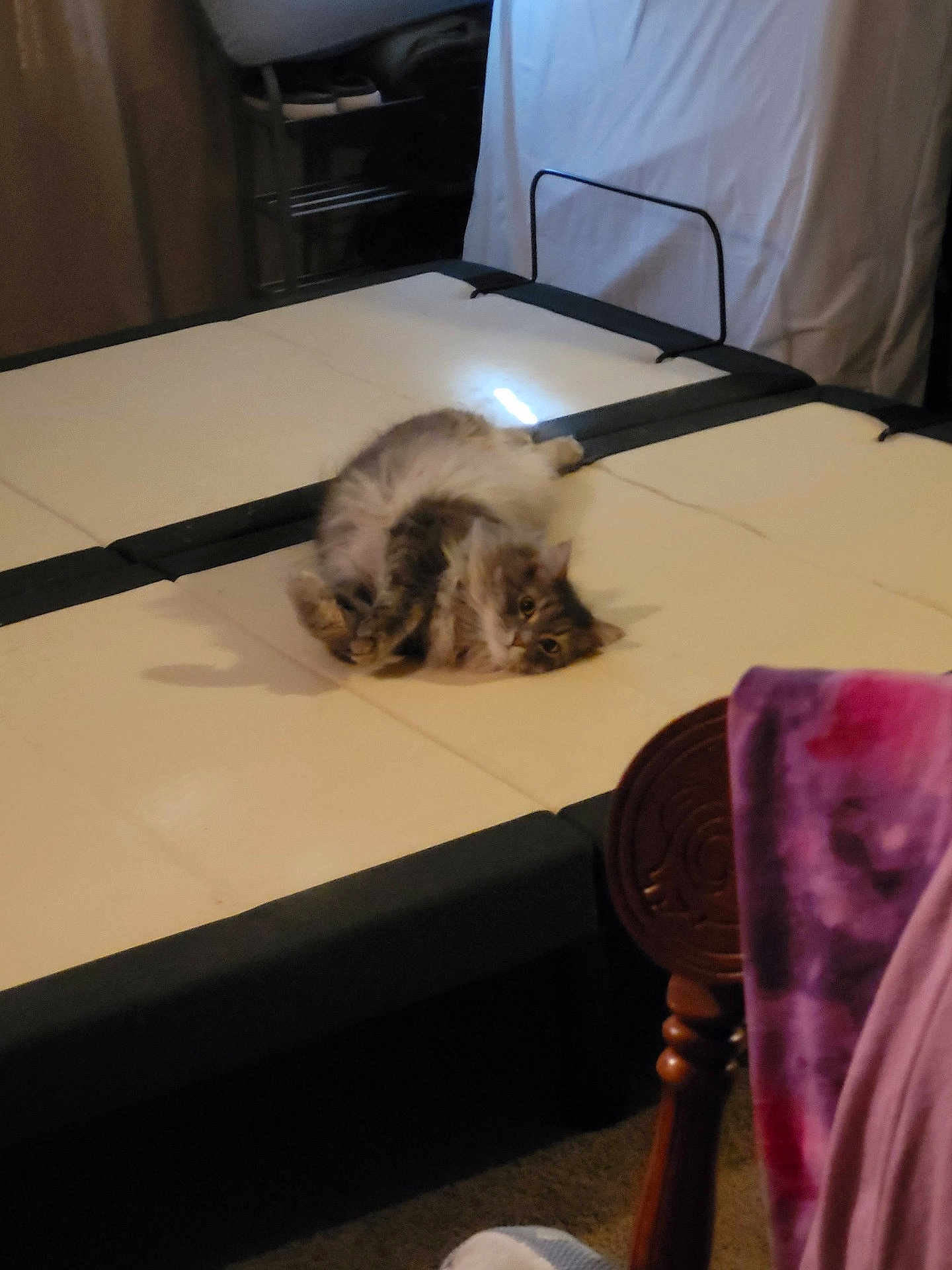 Sassy joined the competition — help win amazing prizes! cat, fluffy_cat, pet, mattress, bed_frame, indoor, fur, lying_down, relaxed, looking_at_camera, carpet, chair, blanket, wooden_furniture, home_interior, soft_lighting, sleepy, cute, shadow, household_item