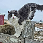 Suzi Q joined the competition — help win amazing prizes! cat, fluffy, gray, white, yellow_eyes, fence, wood, outdoor, animal, farm, snow, rustic, curious, perched, nature, pet, mammal, winter, rural, feline