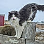 cat, fluffy, gray, white, yellow_eyes, fence, wood, outdoor, animal, farm, snow, rustic, curious, perched, nature, pet, mammal, winter, rural, feline