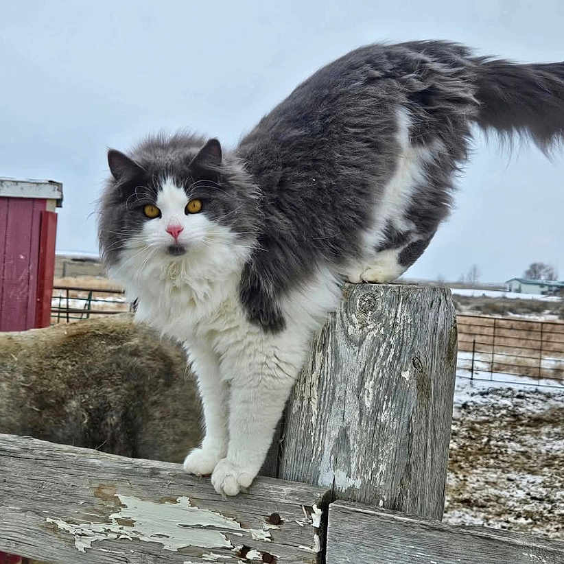 Suzi Q joined the competition — help win amazing prizes! animal, cat, curious, farm, feline, fence, fluffy, gray, mammal, nature, outdoor, perched, pet, rural, rustic, snow, white, winter, wood, yellow_eyes