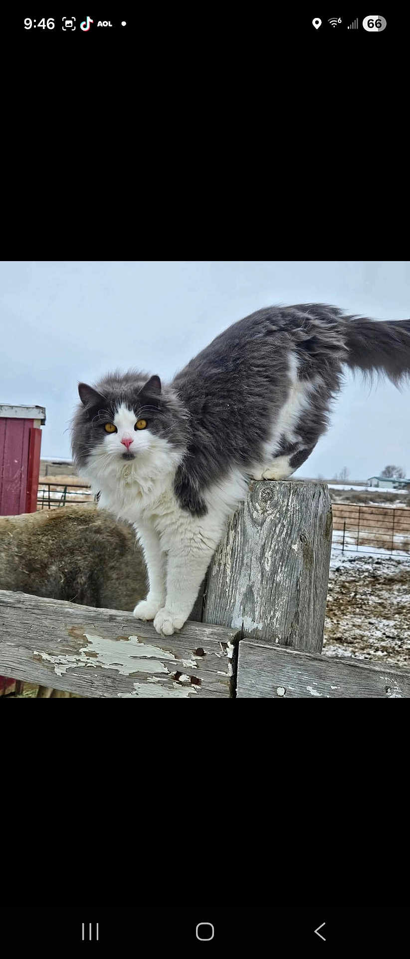 Suzi Q joined the competition — help win amazing prizes! cat, fluffy, gray, white, yellow_eyes, fence, wood, outdoor, animal, farm, snow, rustic, curious, perched, nature, pet, mammal, winter, rural, feline
