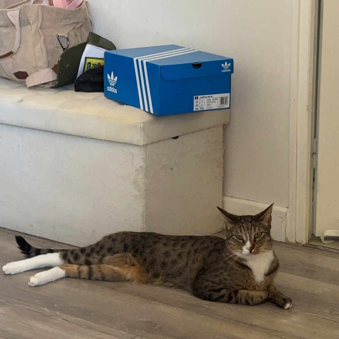Charly participe au concours pour gagner de l'argent avec cette photo : accessories, animal, architecture, bag, box, building, cat, couch, furniture, handbag, indoors, kitten, livingroom, person, pet, plant, pottedplant, room, sleeping, wood