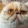 Sherlock is registered to the contest to win money with this photo: cat, close_up, face, golden_eyes, fur, whiskers, pet, animal, cream_color, cute, adorable, portrait, domestic_cat, feline, indoor, expression, detail, nose, eye_contact, texture