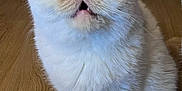 Sherlock is registered to the contest to win money with this photo: cat, fluffy, cream, white, wooden_floor, indoor, pet, feline, sitting, fur, face, whiskers, ears, cute, expression, animal, domestic, closeup, background, couch