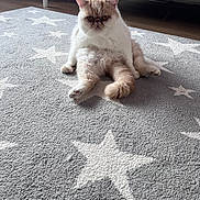 Sherlock joined the competition — help win amazing prizes! cat, indoor, carpet, star_pattern, fluffy, sitting, pet, animal, relaxed, feline, fur, cute, home, floor, mammal, domestic, whiskers, ears, tail, expression