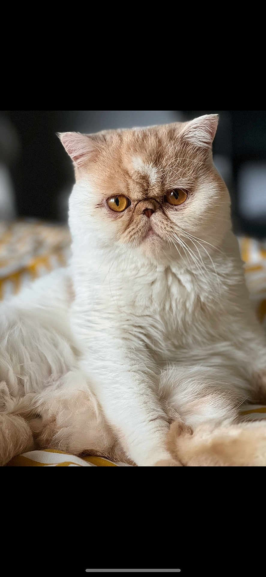 Sherlock is registered to the contest to win money with this photo: cat, fluffy, orange_eyes, grumpy_face, pet, animal, fur, whiskers, laying_down, cozy, blanket, indoor, closeup, portrait, cute, feline, relaxed, domestic_cat, soft, mammal