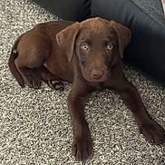 Shadow joined the competition — help win amazing prizes! puppy, dog, labrador, brown, carpet, indoor, pet, young, cute, animal, canine, floor, leather_couch, laying_down, looking, fur, whiskers, ears, paws, home