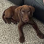 puppy, dog, labrador, brown, carpet, indoor, pet, young, cute, animal, canine, floor, leather_couch, laying_down, looking, fur, whiskers, ears, paws, home