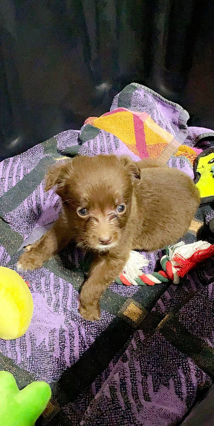 Daisy joined the competition — help win amazing prizes! canidae, carnivore, companion_dog, dog, dog_breed, fawn, liver, mammal, puppy, sporting_group, vertebrate