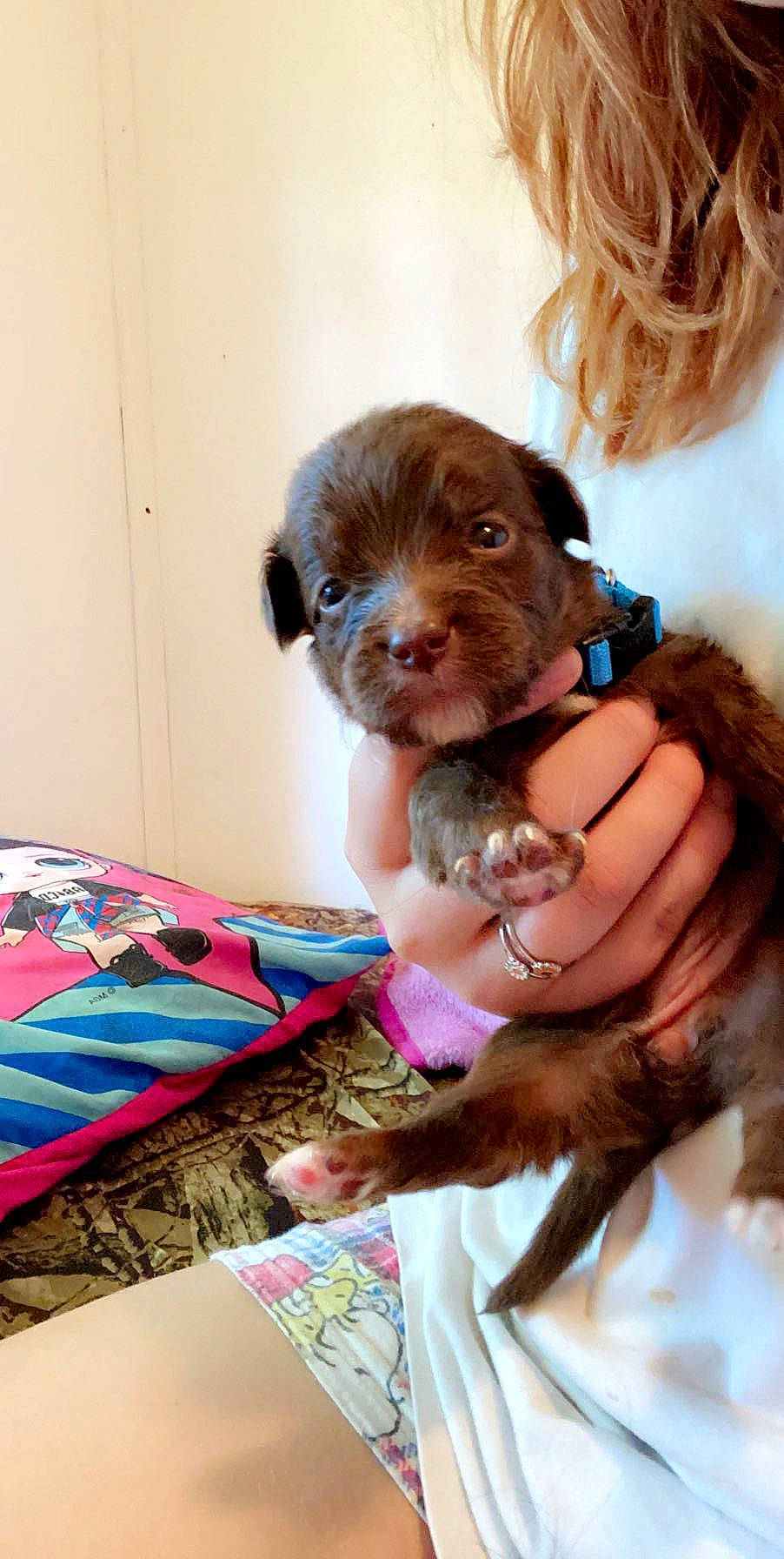 Daisy joined the competition — help win amazing prizes! bolonka, canidae, carnivore, companion_dog, dog, dog_breed, havanese, labradoodle, liver, maltepoo, mammal, non_sporting_group, poodle_crossbreed, puppy, puppy_love, schnoodle, sporting_group, toy_dog, vertebrate, yorkipoo