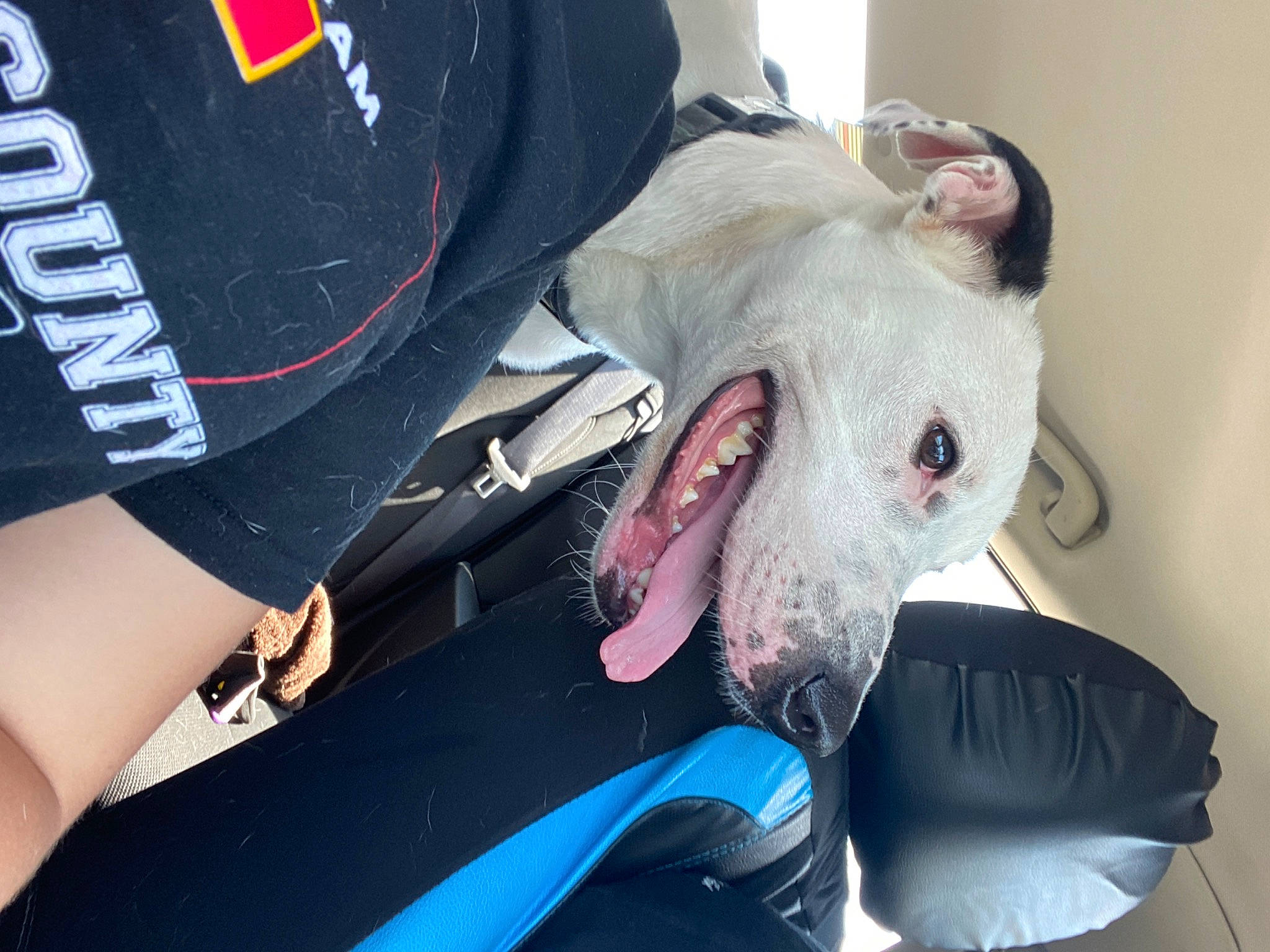 Harlee joined the competition — help win amazing prizes! bull_terrier, bull_terrier_miniature, canidae, carnivore, companion_dog, dog, dog_breed, ear, guard_dog, non_sporting_group, pit_bull, snout, terrier