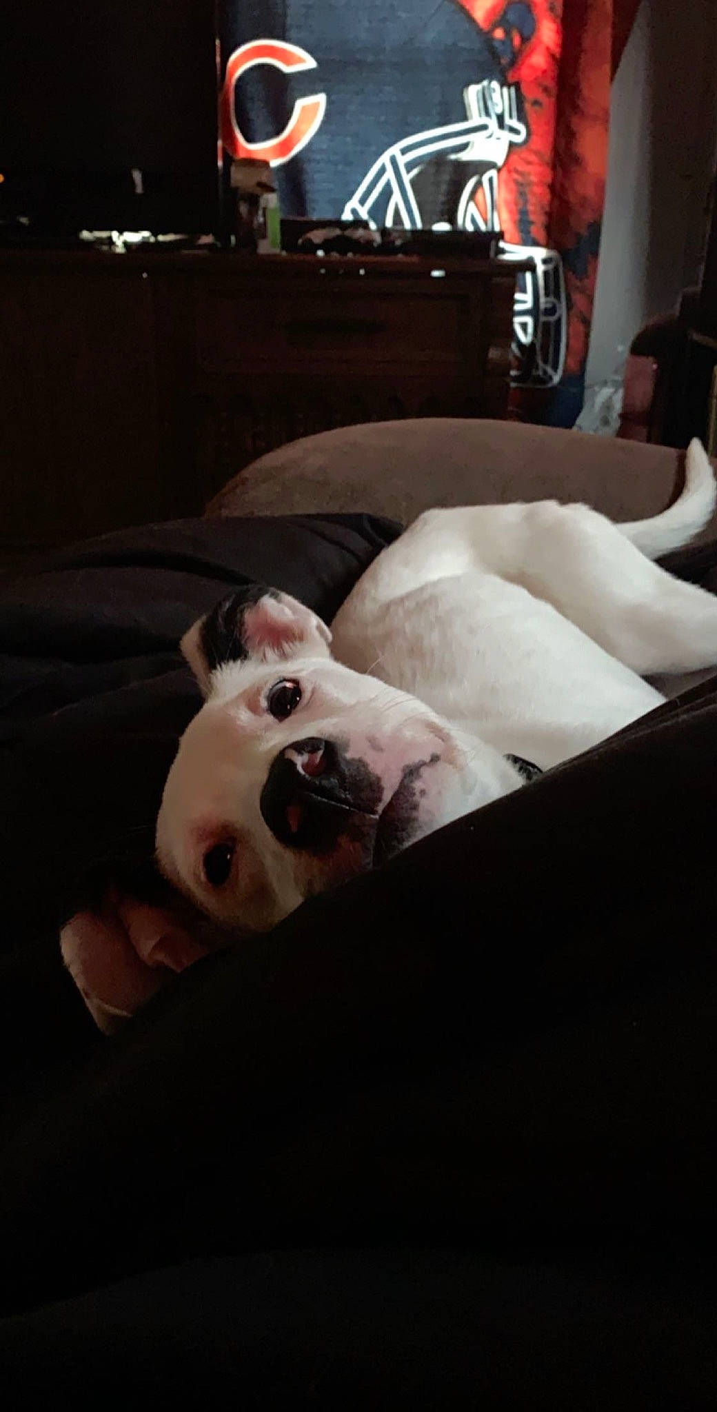 Harlee is registered to the contest to win money with this photo: american_bulldog, canidae, carnivore, companion_dog, dog, dog_breed, dogo_argentino, french_bulldog, furniture, nap, non_sporting_group, puppy, snout