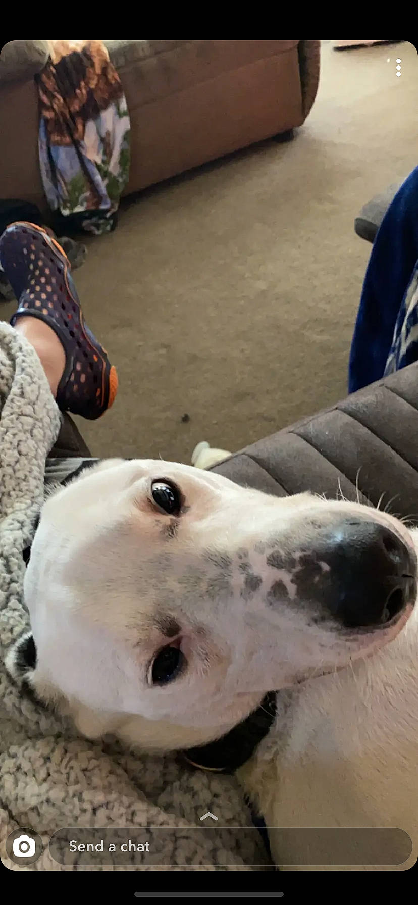 Harlee is registered to the contest to win money with this photo: canidae, carnivore, dalmatian, dog, dog_breed, mammal, non_sporting_group, nose, pointer, snout, sporting_group, vertebrate