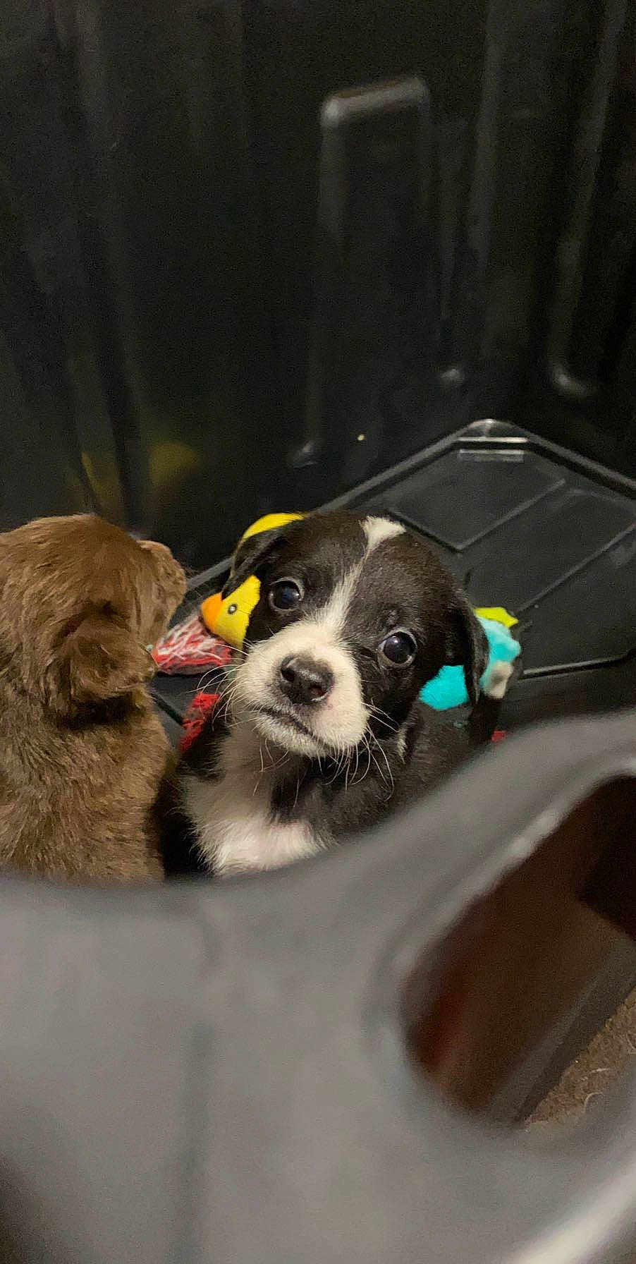 Dozer joined the competition — help win amazing prizes! bernese_mountain_dog, canidae, carnivore, companion_dog, dog, dog_breed, mammal, puppy, snout, sporting_group, vertebrate