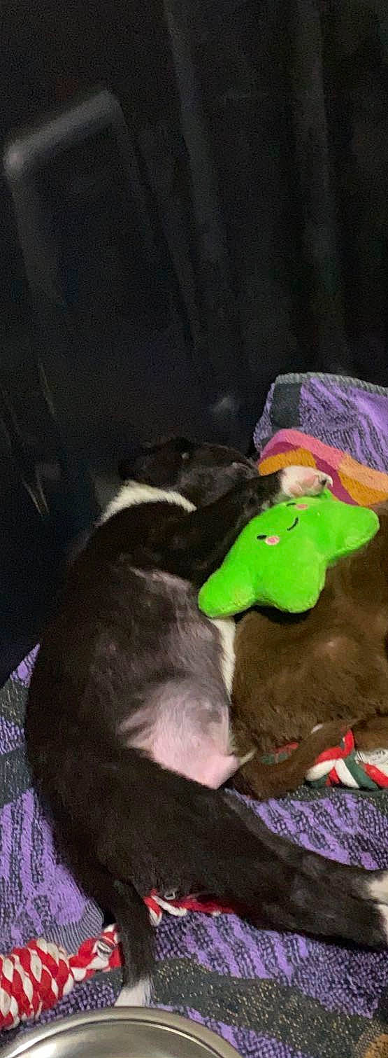 Dozer joined the competition — help win amazing prizes! canidae, dog_breed, sporting_group