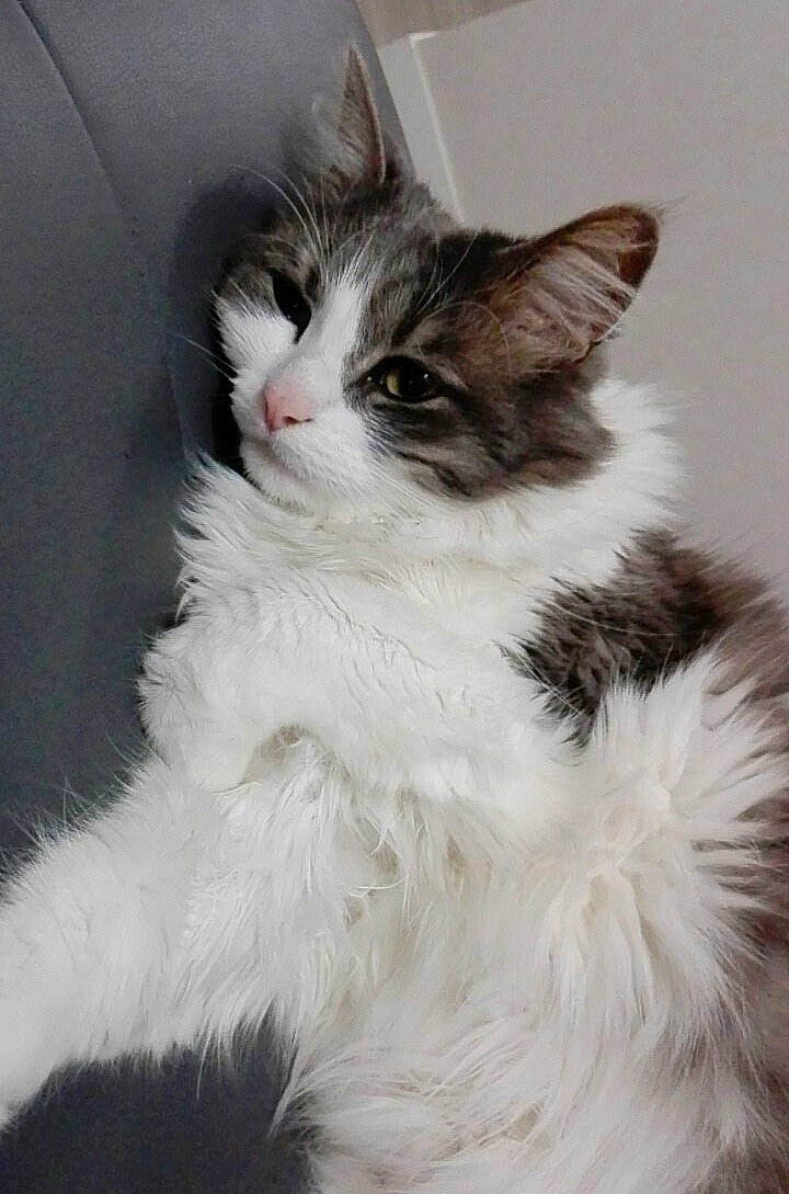 Perle participe au concours pour gagner de l'argent avec cette photo : carnivore, cat, claw, domestic_short_haired_cat, eye, felidae, fur, iris, paw, small_to_medium_sized_cats, snout, tail, terrestrial_animal, whiskers