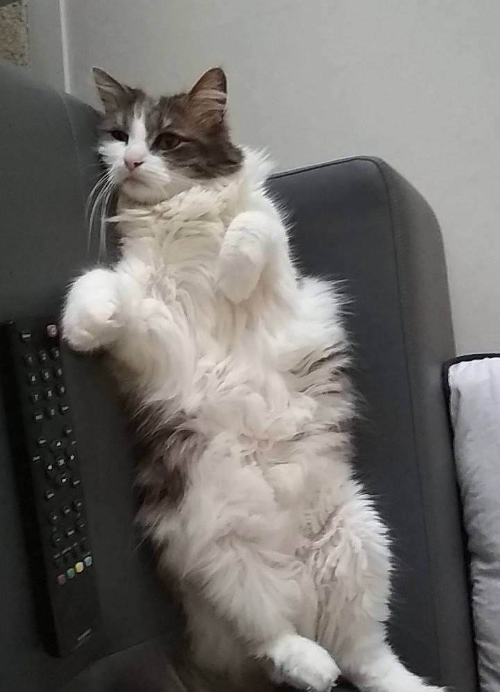 Perle participe au concours pour gagner de l'argent avec cette photo : box, carnivore, cat, claw, comfort, computer_keyboard, eye, felidae, fur, input_device, iris, office_equipment, paw, peripheral, sitting, small_to_medium_sized_cats, snout, space_bar, tail, whiskers