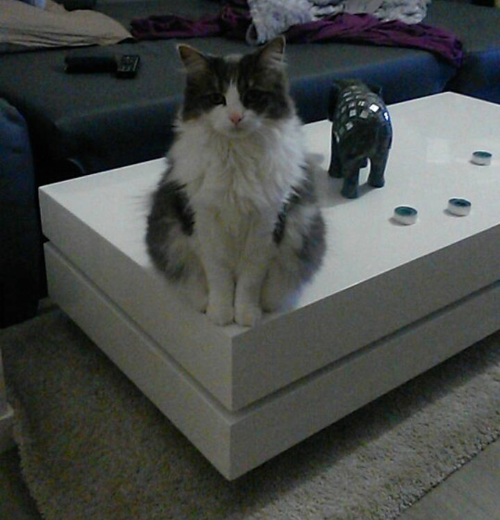 Perle participe au concours pour gagner de l'argent avec cette photo : box, carnivore, cat, comfort, couch, domestic_short_haired_cat, felidae, flooring, fur, grey, hardwood, paw, rectangle, room, sitting, small_to_medium_sized_cats, tail, whiskers