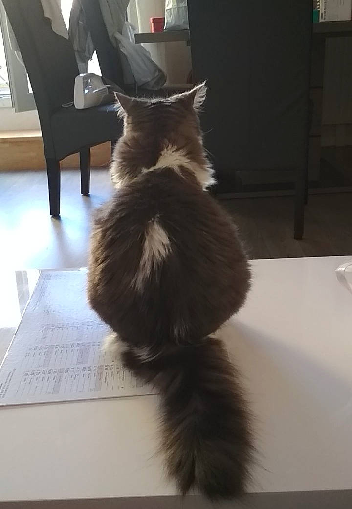 Perle a rejoint le concours — aidez-le/la à gagner de superbes lots ! black_cat, carnivore, cat, chair, claw, comfort, domestic_short_haired_cat, felidae, flooring, foot, fur, hardwood, human_leg, room, small_to_medium_sized_cats, tail, thigh, whiskers, window, wood