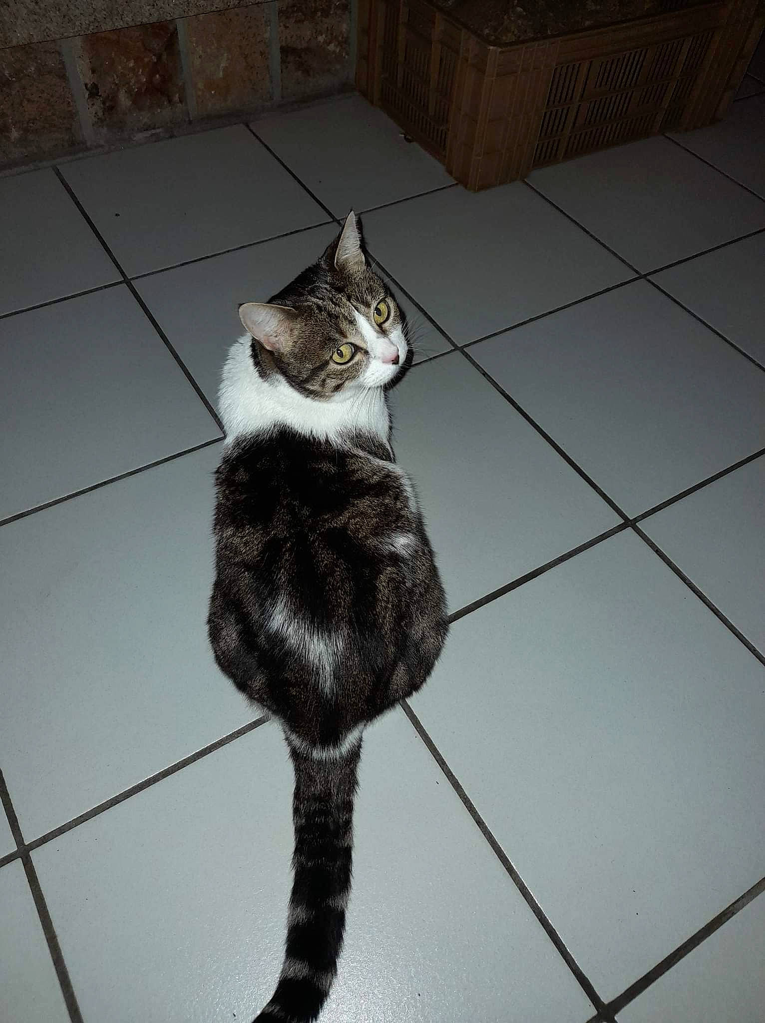 Didine a rejoint le concours — aidez-le/la à gagner de superbes lots ! black_and_white, brick, carnivore, cat, domestic_short_haired_cat, felidae, flooring, fur, grey, human_leg, monochrome, monochrome_photography, pattern, small_to_medium_sized_cats, snout, style, tail, tile_flooring, whiskers, wood