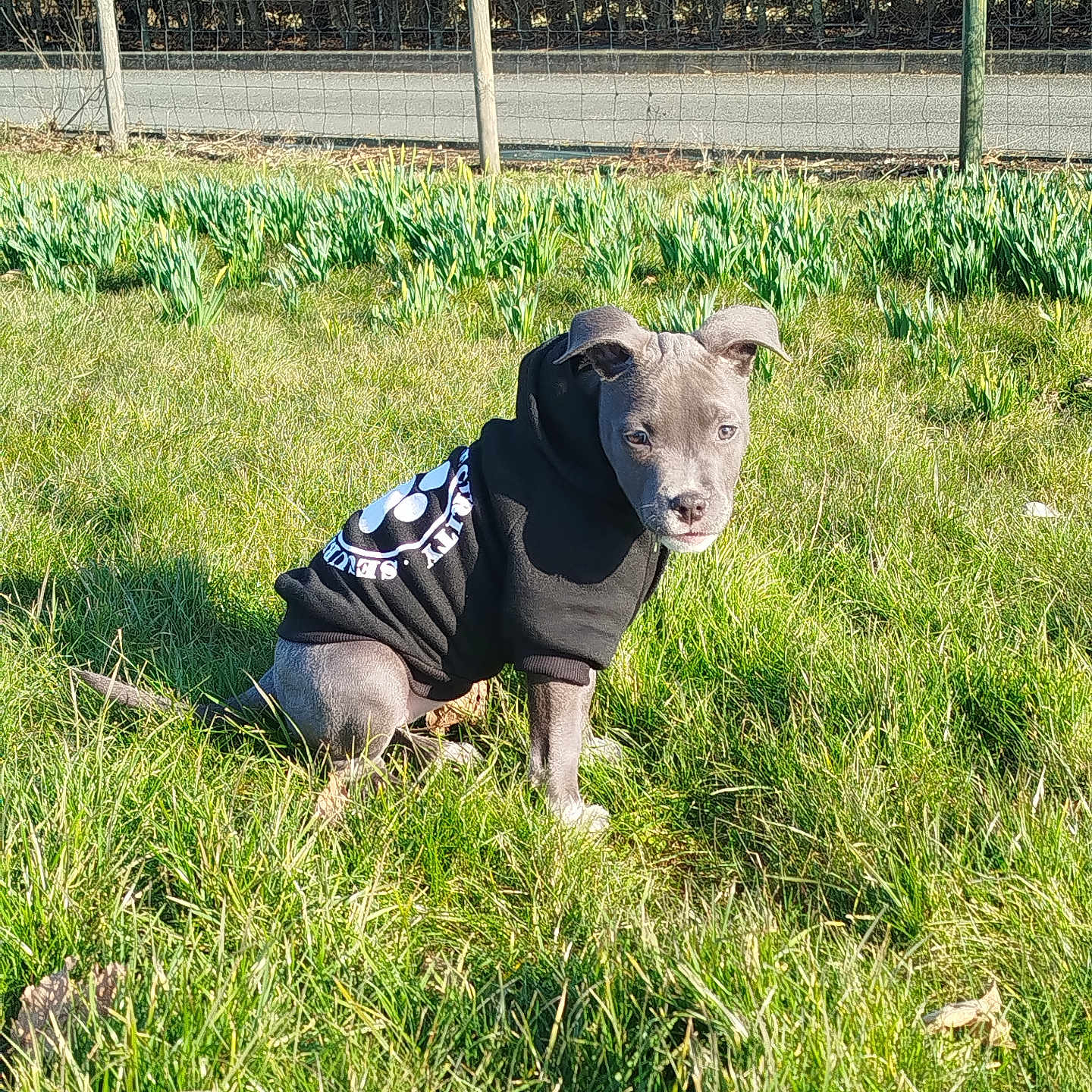Aoumie participe au concours pour gagner de l'argent avec cette photo : animal, backyard, canine, clothing, dog, face, footwear, grass, head, nature, outdoors, park, person, pet, photography, plant, portrait, puppy, shoe, yard
