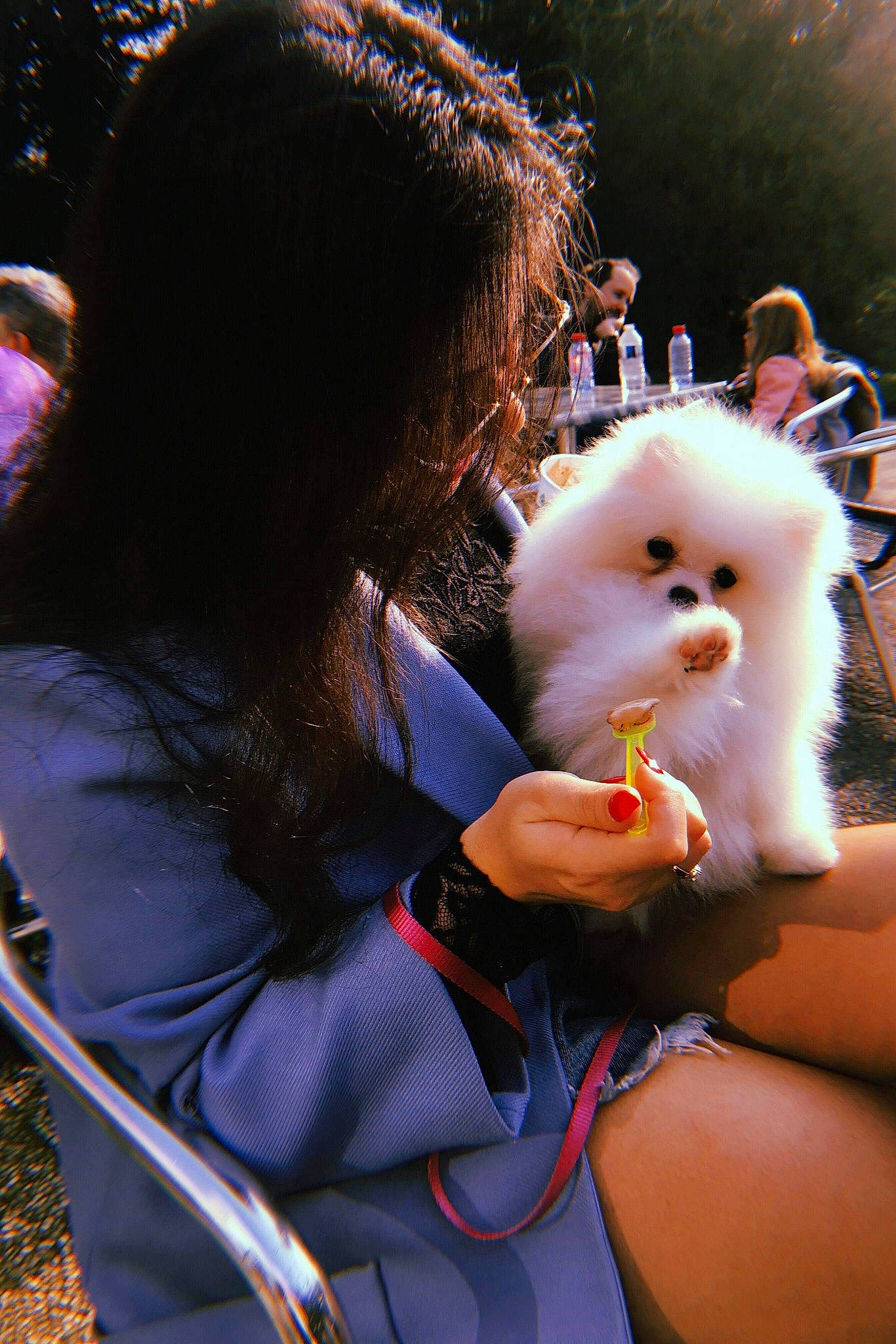 Kendy a rejoint le concours — aidez-le/la à gagner de superbes lots ! canidae, companion_dog, fawn, fur, non_sporting_group, person, pomeranian, spitz