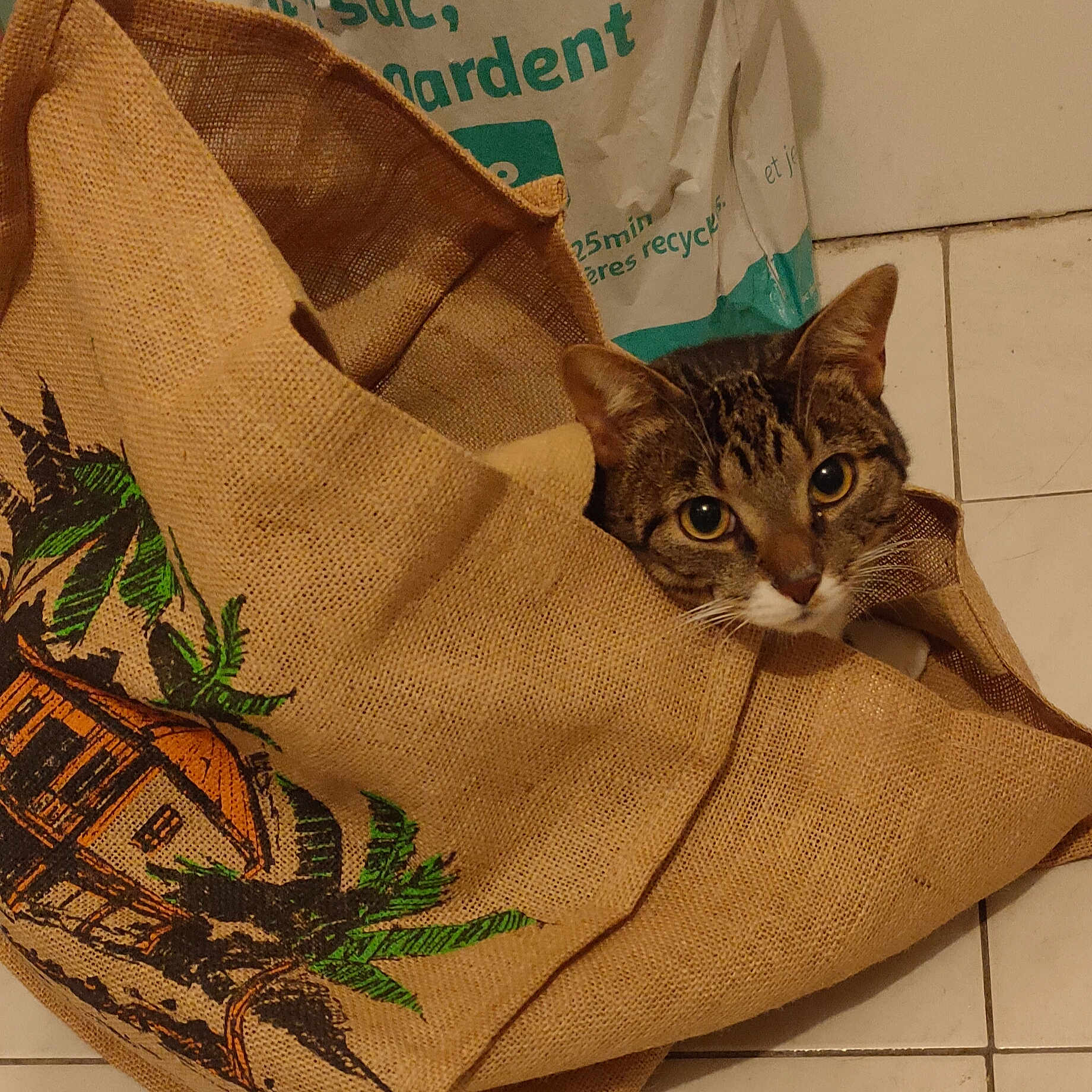 Orphée participe au concours pour gagner de l'argent avec cette photo : bag, camouflage, carnivore, cat, domestic_short_haired_cat, fashion_accessory, fawn, felidae, fur, grass, illustration, linens, military_camouflage, paper_bag, pattern, sleeve, small_to_medium_sized_cats, t_shirt, textile, whiskers