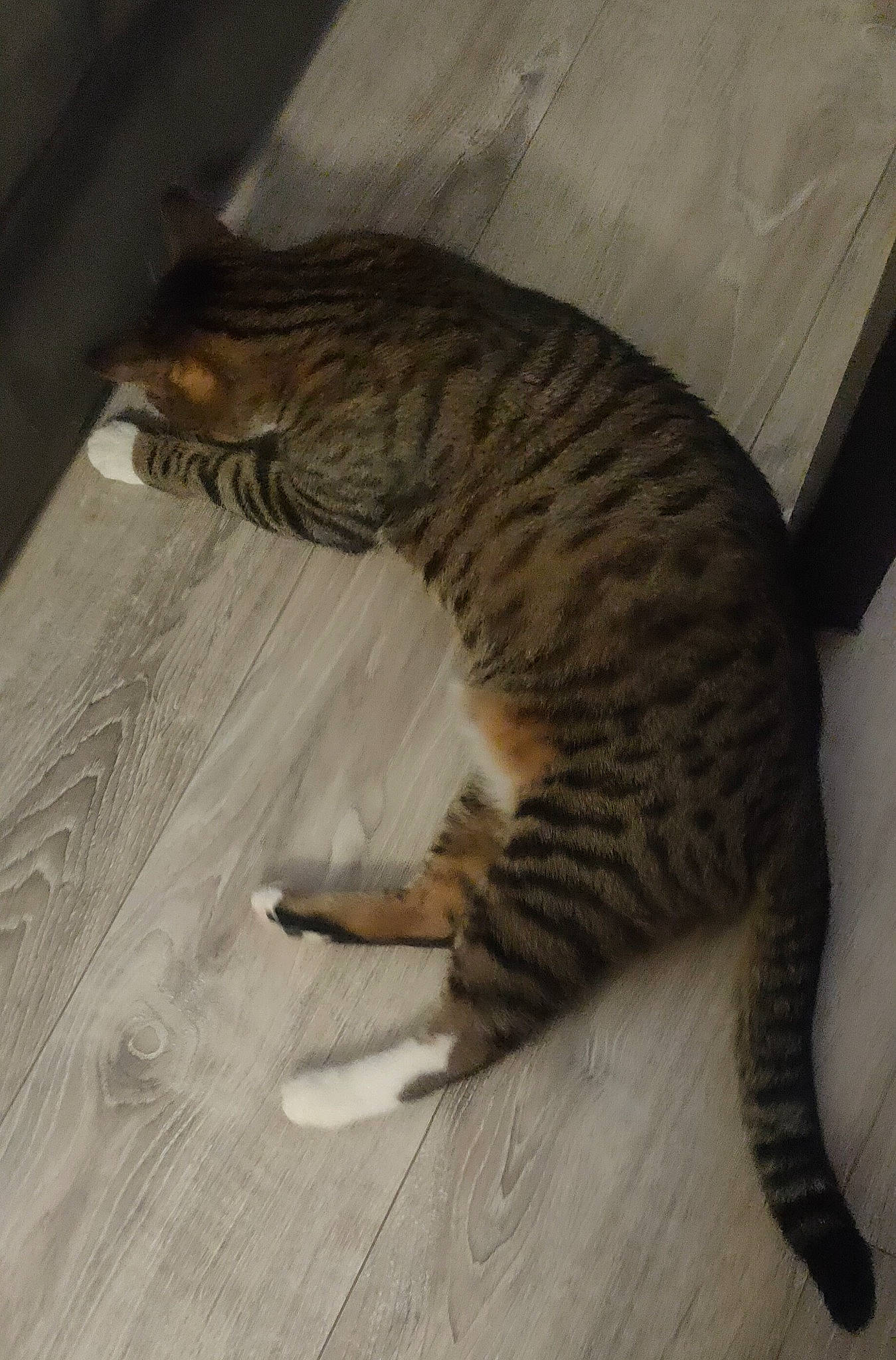 Orphée a rejoint le concours — aidez-le/la à gagner de superbes lots ! carnivore, cat, claw, comfort, domestic_short_haired_cat, fawn, felidae, flooring, foot, fur, hardwood, paw, small_to_medium_sized_cats, snout, tail, terrestrial_animal, whiskers, wildlife, wood