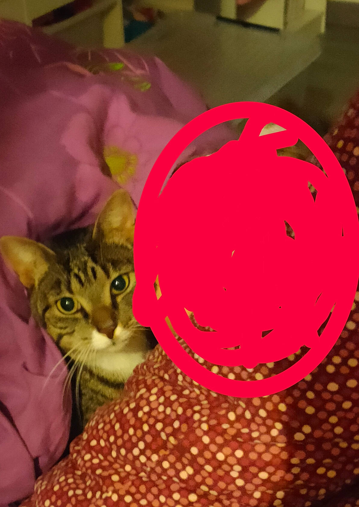 Orphée a rejoint le concours — aidez-le/la à gagner de superbes lots ! art, ball, carmine, carnivore, cat, cat_supply, comfort_food, cuisine, domestic_short_haired_cat, felidae, fur, linens, small_to_medium_sized_cats, sphere, sweetness, whiskers